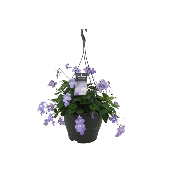 <h4>Streptocarpus saxorum</h4>