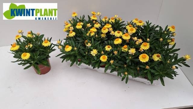 <h4>XEROCH DREAM YELLOW</h4>