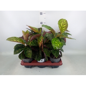 Calathea roseopicta var. illustris