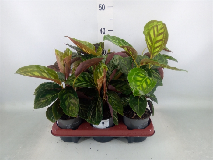 <h4>Calathea roseopicta var. illustris</h4>