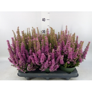 Erica gracilis 'Bea Queen Sofie'