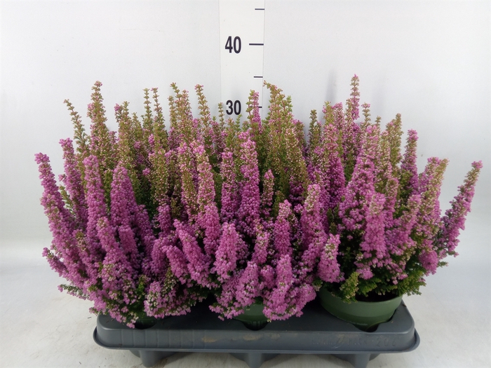 <h4>Erica gracilis 'Bea Queen Sofie'</h4>