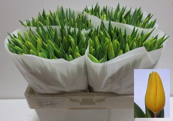 <h4>TU EN STRONG GOLD</h4>