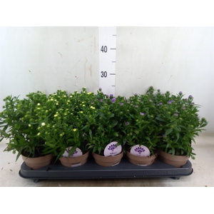 Aster  'Crown'   ...mix