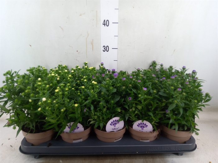 <h4>Aster  'Crown'   ...mix</h4>