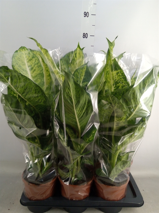 <h4>Dieffenbachia  'Mars'</h4>