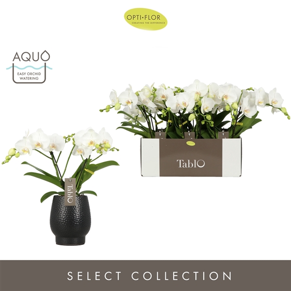 <h4>Phal 2-tak Tablo Champagne Aquo Black</h4>