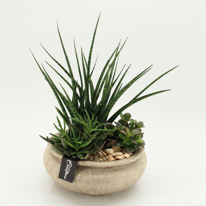 <h4>Arr. Sansevieria H%</h4>