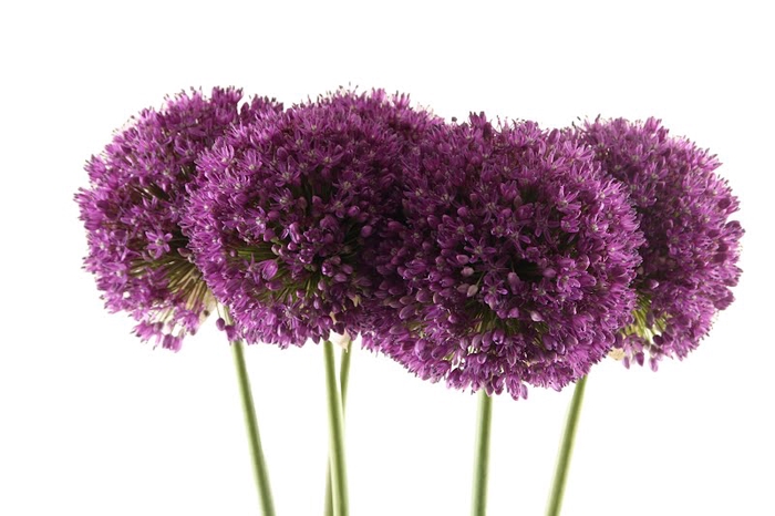 <h4>Allium Ambassador Extra</h4>