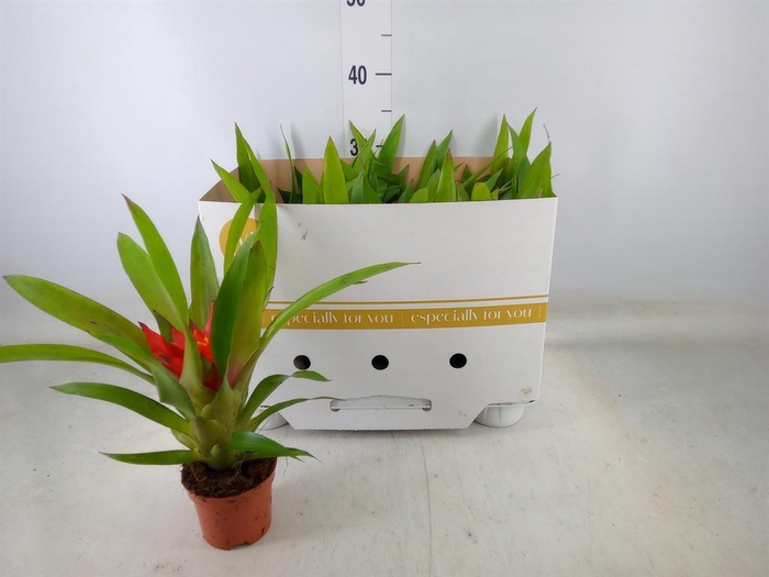 <h4>Guzmania 'Glow'</h4>