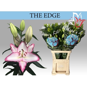 LI OR THE EDGE