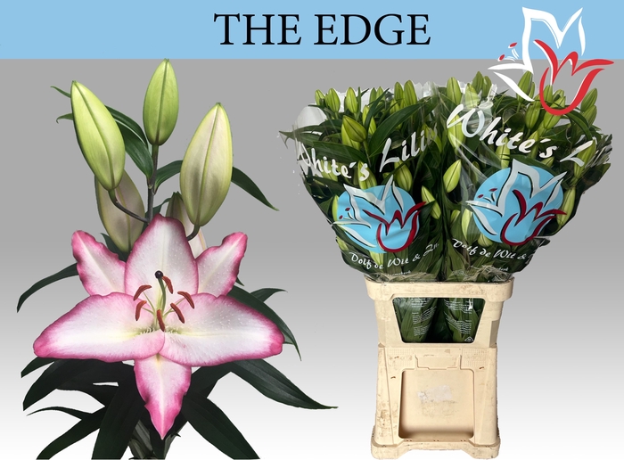 <h4>LI OR THE EDGE</h4>