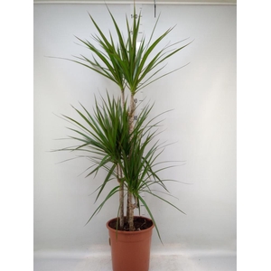 Dracaena marg.