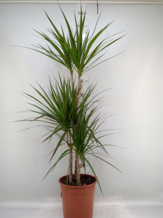 <h4>Dracaena marg.</h4>