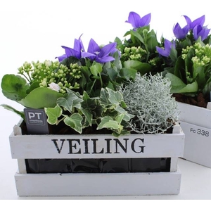 ARR TUINPLANTEN