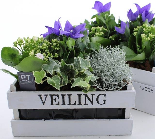 <h4>ARR TUINPLANTEN</h4>