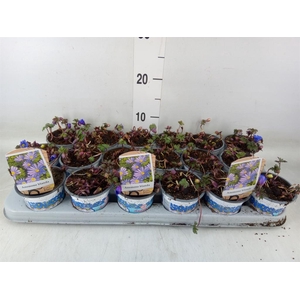 Anemone blanda 'Blue Shades'