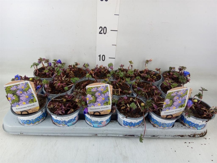 <h4>Anemone blanda 'Blue Shades'</h4>