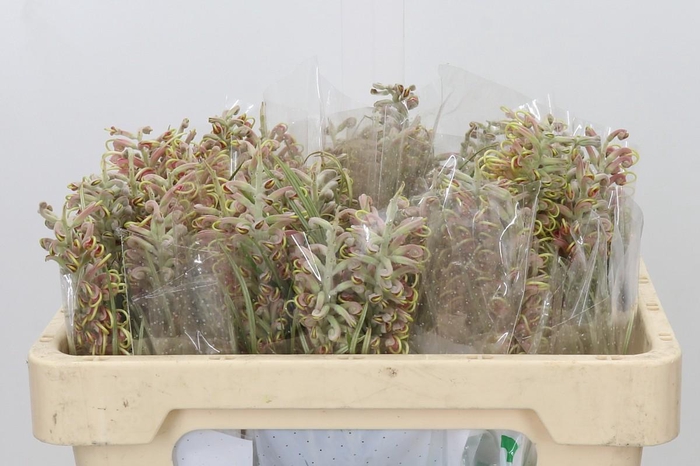 <h4>Grevillea Pink Surprise</h4>