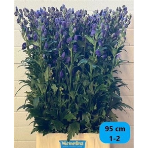 Aconitum Car Arendsii