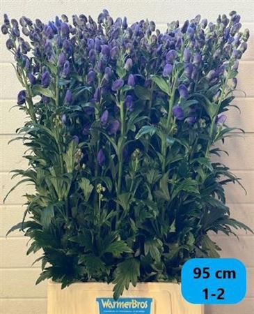 <h4>Aconitum Car Arendsii</h4>