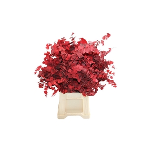 Stuartiana Rood Gestabiliseerd