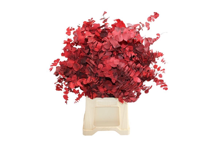 <h4>Stuartiana Rood Gestabiliseerd</h4>