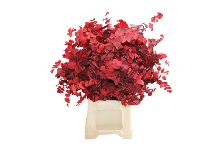 <h4>Stuartiana Rood Gestabiliseerd</h4>