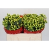 Hypericum Smiley Romance
