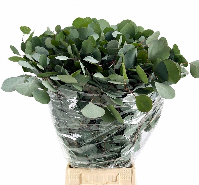 <h4>EUCALYPTUS 'POPULUS'</h4>