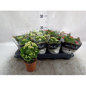 Kalanchoe blos. 'RoyalDon'   ..mix