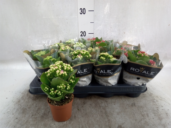 <h4>Kalanchoe blos. 'RoyalDon'   ..mix</h4>