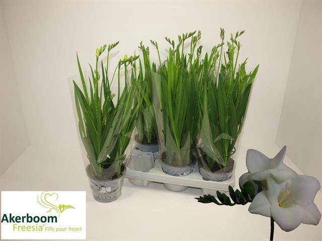 <h4>FREESIA FEGOOD WHITE</h4>