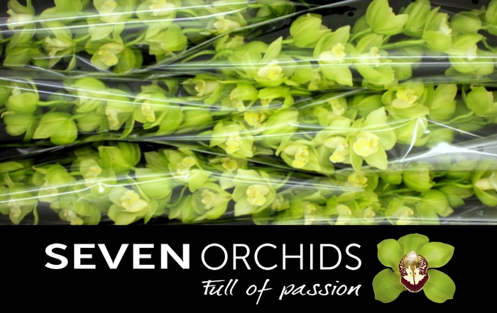 <h4>CYMB T MINT ICE</h4>