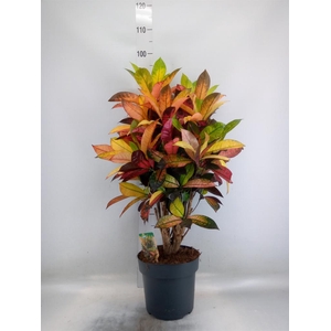 Codiaeum var. KL 'Mrs Iceton'