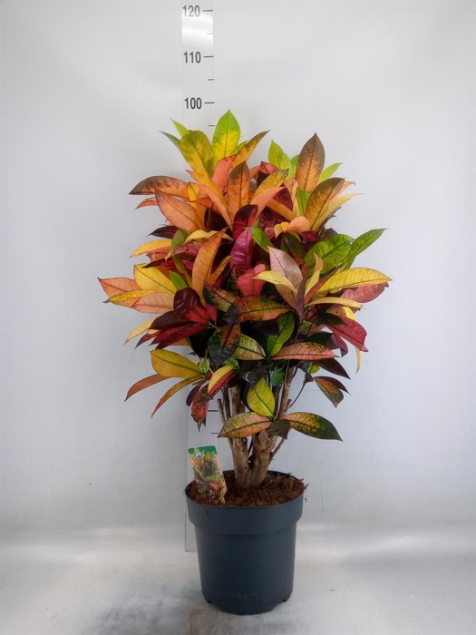 <h4>Codiaeum var. KL 'Mrs Iceton'</h4>
