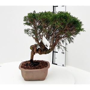 Juniperus chinensis, 20 cm, height 45cm. (single item)