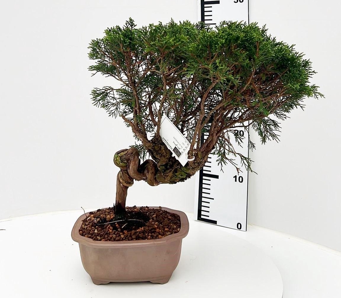 <h4>Juniperus chinensis, 20 cm, height 45cm. (single item)</h4>