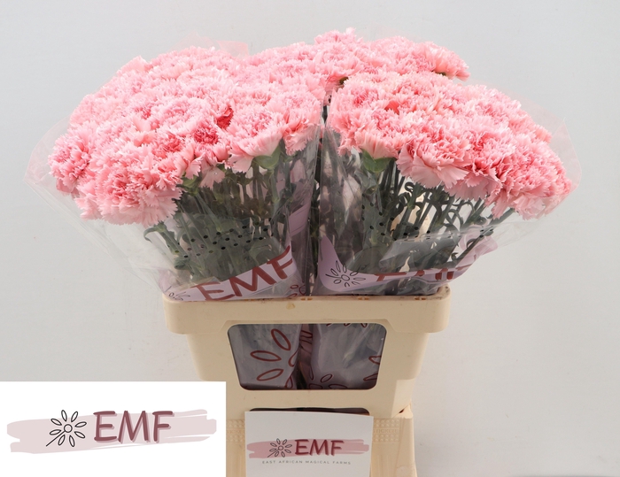 <h4>DI ST BIG ONE</h4>