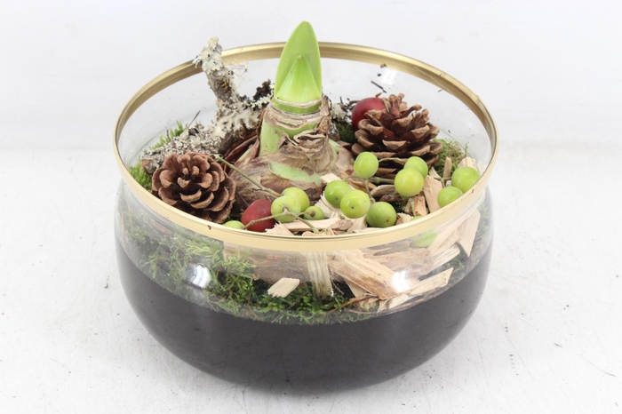 <h4>arr4 Amaryllis PL - Candy gouden rand x2</h4>