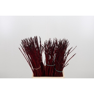 Cornus Alba Siberica