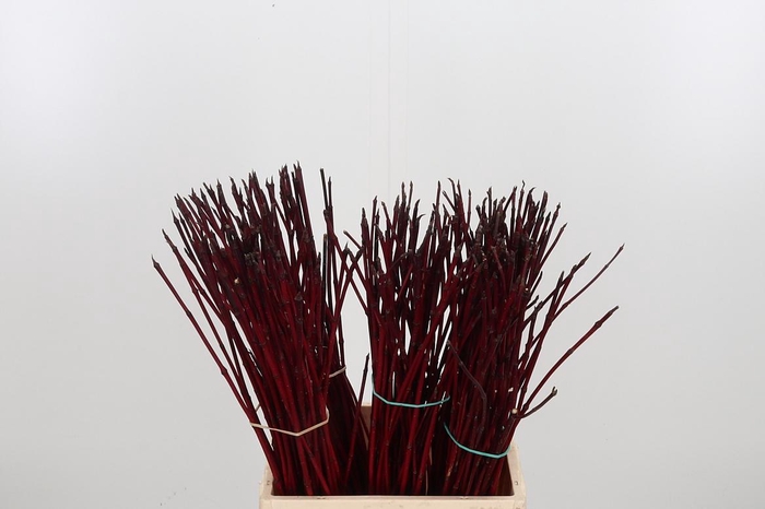 <h4>Cornus Alba Siberica</h4>