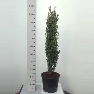 Buxus sempervirens Graham Blandy - 80cm Zuilvorm