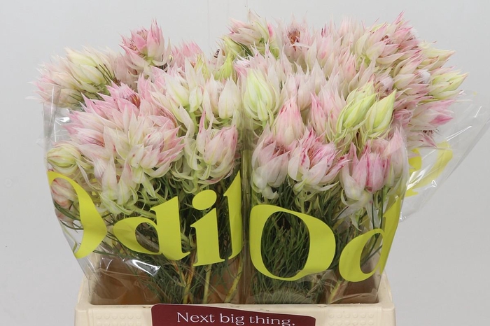 <h4>Blushing Bride 1/3 Flowers</h4>