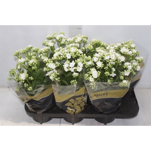 KAL. DOBRADO P15 BRANCO