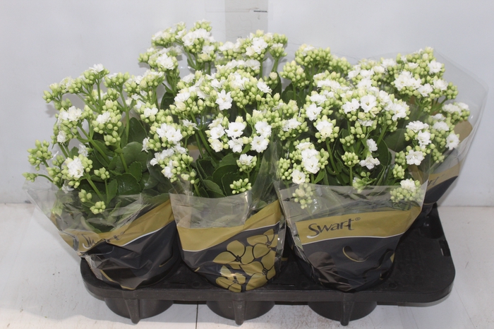 <h4>KAL. DOBRADO P15 BRANCO</h4>