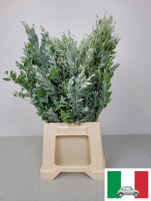 <h4>ACACIA DENNIS BODEN PB</h4>