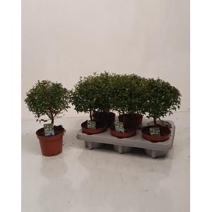 MYRTUS COM