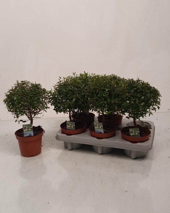 <h4>MYRTUS COM</h4>