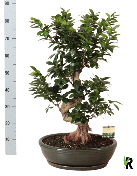 <h4>FIC MI GINSENG</h4>